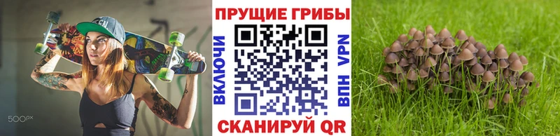продажа наркотиков  Александровск-Сахалинский  Псилоцибиновые грибы Psilocybine cubensis 